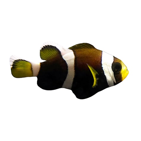 Aquacultured Wideband Clownfish