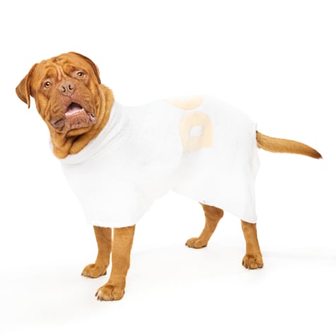 DOG by Dr Lisa Poncho
