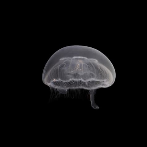 Aquacultured Moon Jellyfish