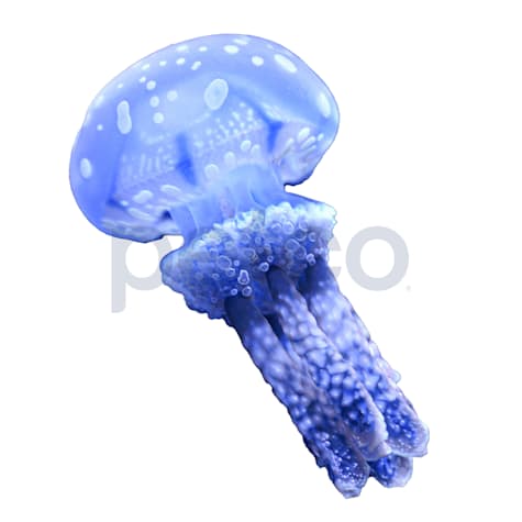 Violet Jellyfish