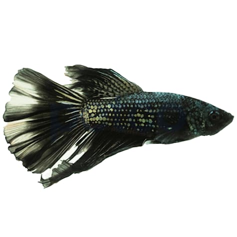 Male Black Mamba Halfmoon Betta