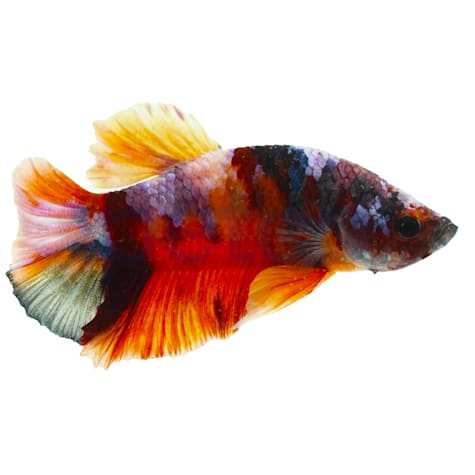 Male Copper Plakat Betta