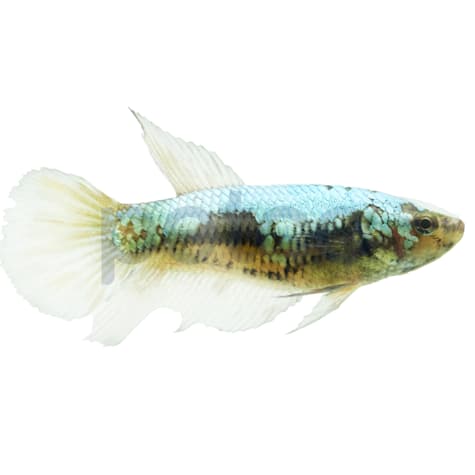 Female Avatar Copper Plakat Betta