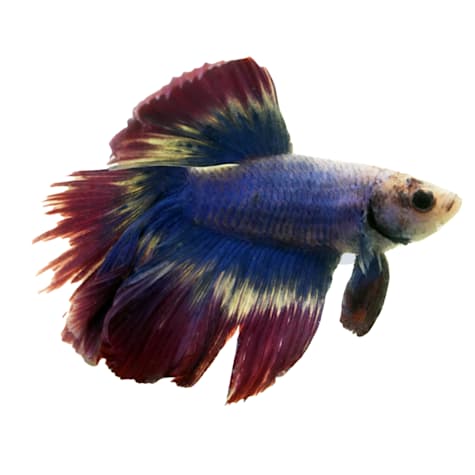 Male Thai Flag Halfmoon Betta