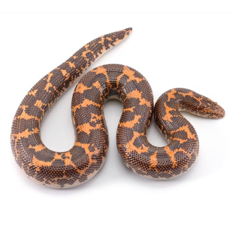 Kenyan Sand Boa