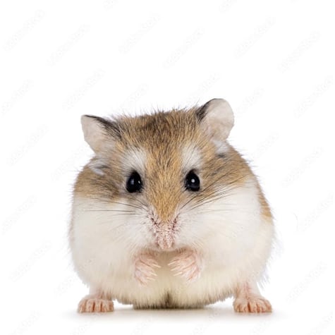 Roborovski Hamster