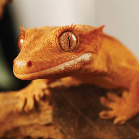 frilled lizard for sale petco