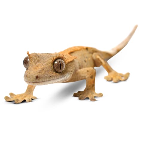 crested gecko plush