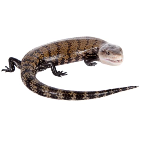 Blue Tongue Skink