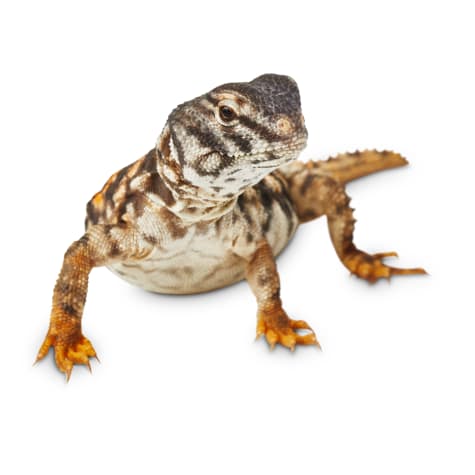 Saharan Uromastyx