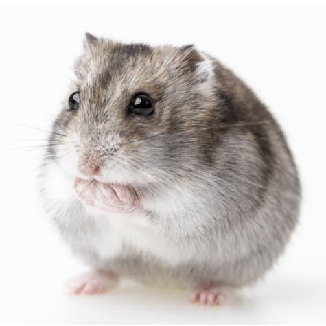 Djungarian Hamster
