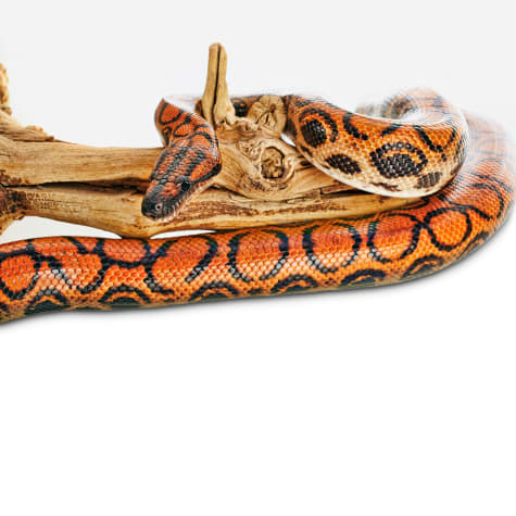 Brazilian Rainbow Boa