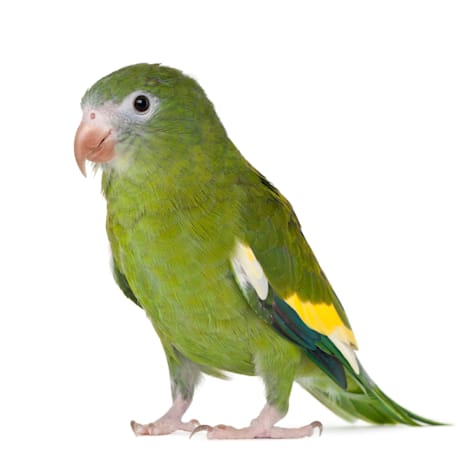Canary Wing Parakeet