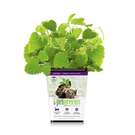 Pet Greens Live Catnip For Cats Pack Of 6 Petco