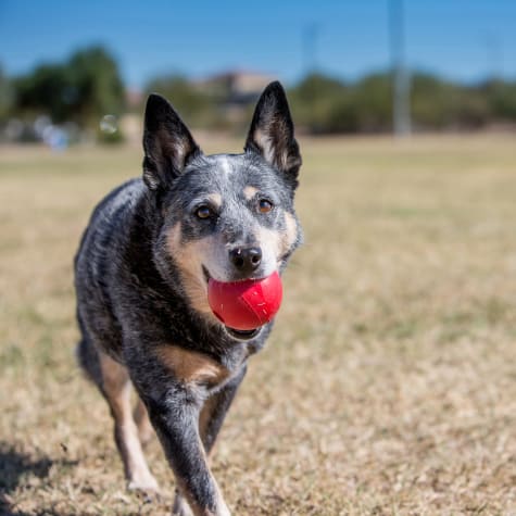 pet ball dog