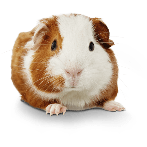 Guinea Pigs For Sale Buy Live Guinea Pigs For Sale Petco,Best Mattress Topper 2020
