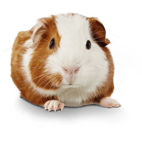 teddy guinea pig price