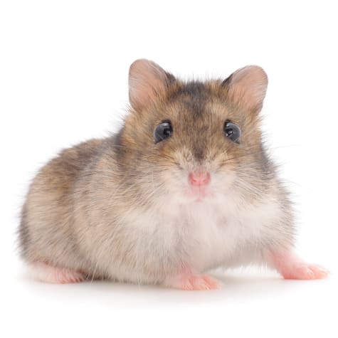Dwarf Hamster