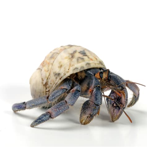 Hermit Crab