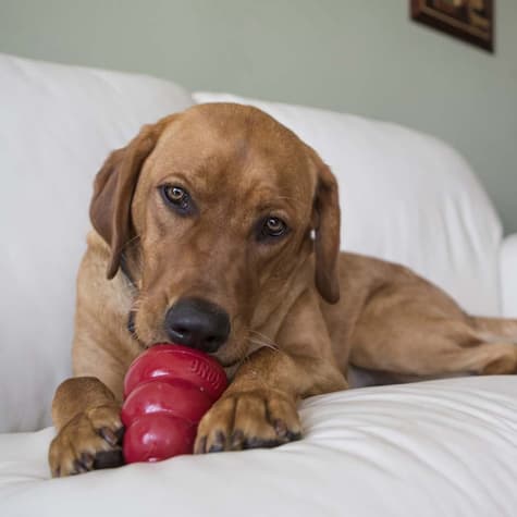 kong toy peanut butter