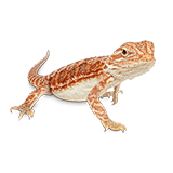 Petco best sale live reptiles