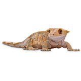 Petco hot sale reptile supplies