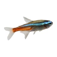 GloFish Tetra For Sale - 7 Pack Assorted