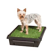 Fake Artificial Grass Potty Pads for Dogs Petco