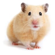 Places that sell store hamsters near me