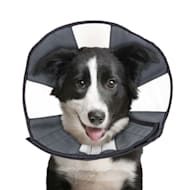 Protective Inflatable Recovery Cone Collar for After Surgery Adjustable Pet Recovery E-Collar Cone for Small/Medium/Large Dog Prevent Pets from Touching Stitches RENZCHU Dog Cone Collar Soft XL 