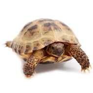 Box turtle hot sale petsmart