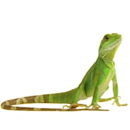 Red iguana for sale hot sale petco