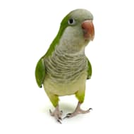 Cockatiel petco 2024