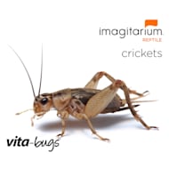 Vita-Bugs Crickets For Sale - Prewing - 250 Count