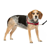 Good2Go Black No Pull Dog Harness Small Petco