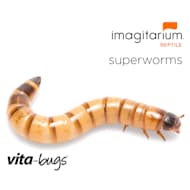 Nightcrawler Earth Worms Used Fishing Bait — Stock Photo © YAYImages  #260227014