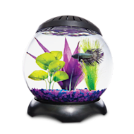 betta fish toys petco