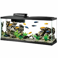 40 Gallon & Up Fish Tanks: Large Aquariums & Breeder Tanks