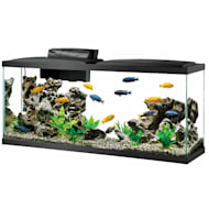 50 Gallon Fresh Water Fish Tank - Plainfield, IL Patch