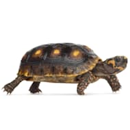 Turtles for 2025 sale petco