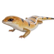 Places to buy hot sale lizards near me