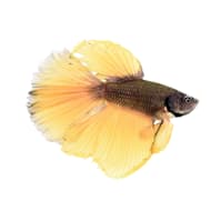 Petco betta deals fish price