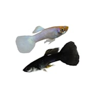 Types of guppies outlet at petsmart