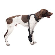 Dog knee brace petco hotsell