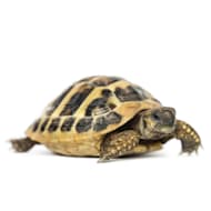 Reptiles: KIT PREMIUM TORTUGA AGUA