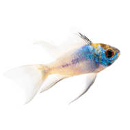 Oscar fish hotsell for sale petco