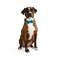 Bond & Co. Teal Leather Bow Tie Dog Collar, XX-Small