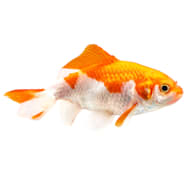 Bubble eye hot sale goldfish petco