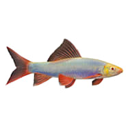 Assorted Male Fancy Guppies for Sale: Order Online