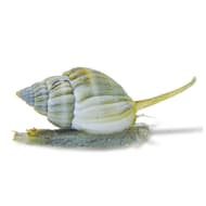 25 Nassarius + 25 Live Saltwater Periwinkle Snails – Aquarium Clean-Up Crew Pack